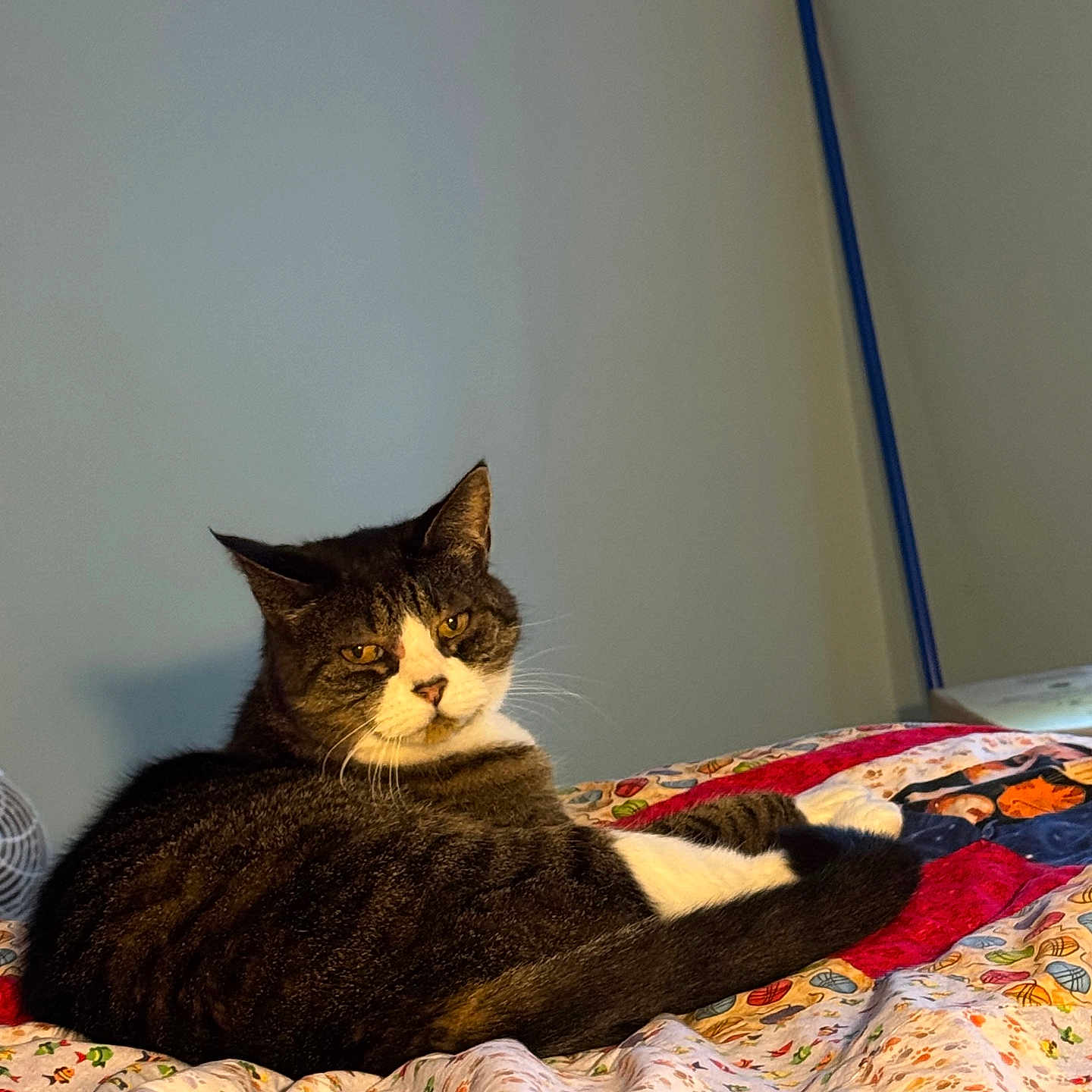 Smile is registered to the contest to win money with this photo: animal, bed, cat, cozy, cute, domestic, ears, face, feline, fur, home, indoor, looking, pet, quilt, relaxed, resting, tabby, tail, whiskers