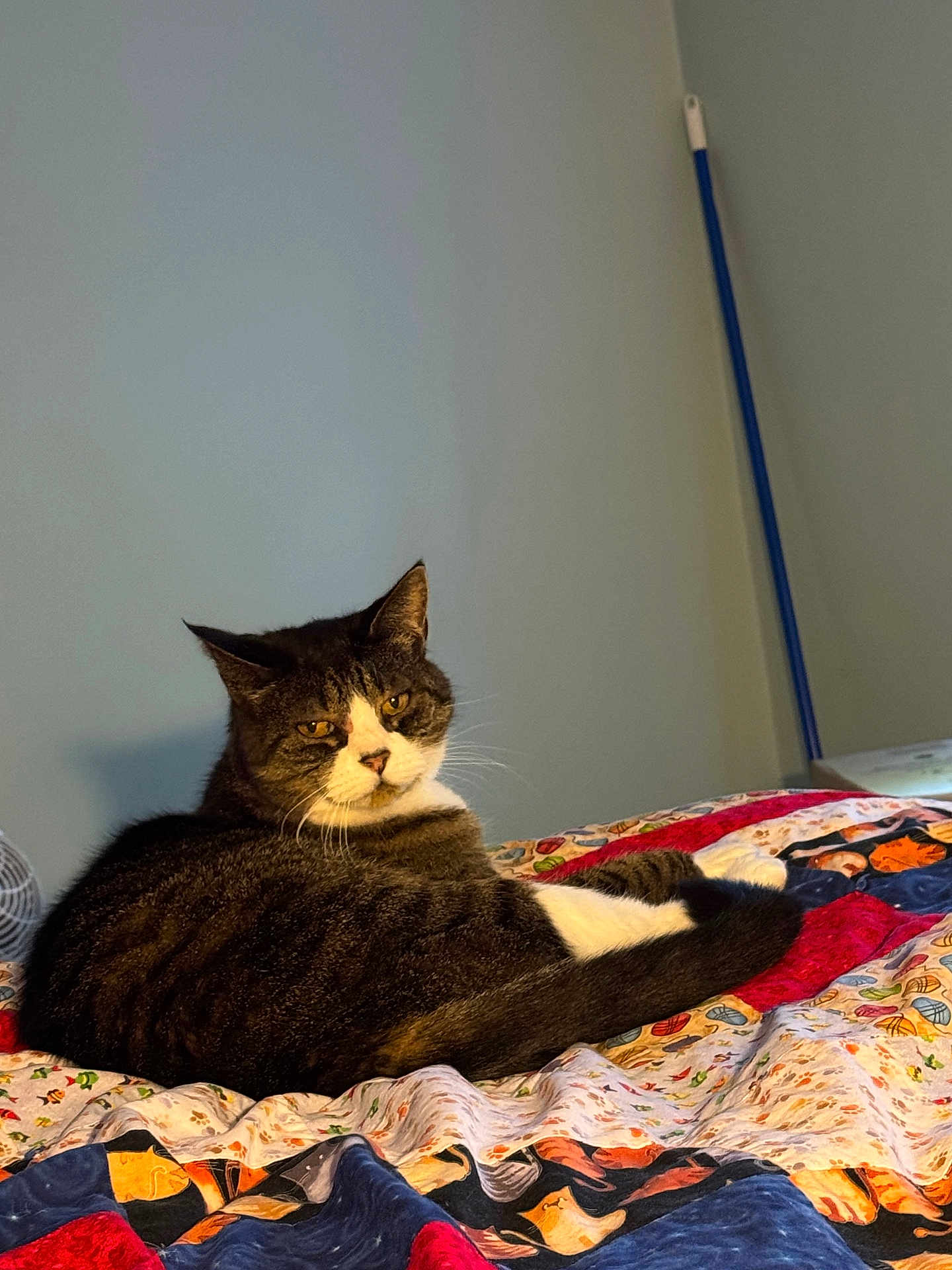 Smile is registered to the contest to win money with this photo: cat, tabby, pet, indoor, quilt, bed, feline, animal, resting, fur, whiskers, ears, tail, domestic, cozy, home, looking, face, cute, relaxed