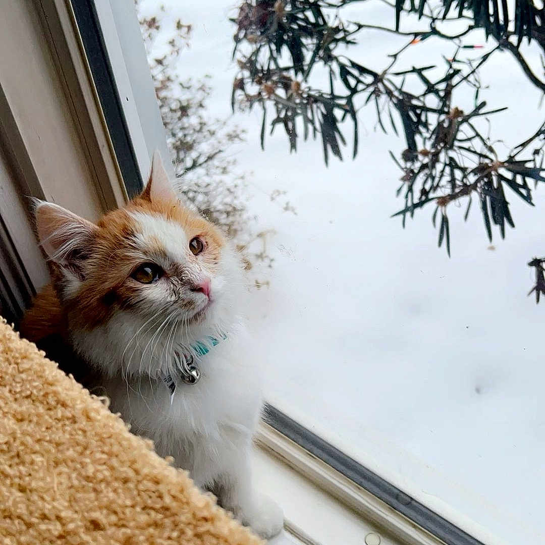 Steve French is registered to the contest to win money with this photo: animal, canine, cat, face, head, kitten, manx, nature, outdoors, person, pet, photography, plant, portrait, pottedplant, snow, tree, vegetation, window, windowsill
