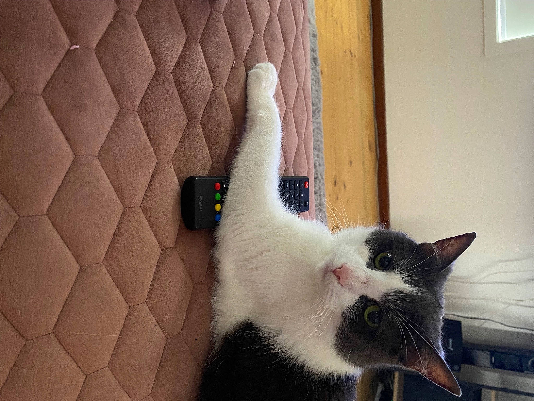 Cosmo joined the competition — help win amazing prizes! carnivore, cat, domestic_short_haired_cat, felidae, flooring, fur, hardwood, paw, plant, room, small_to_medium_sized_cats, snout, tail, whiskers, window, wood