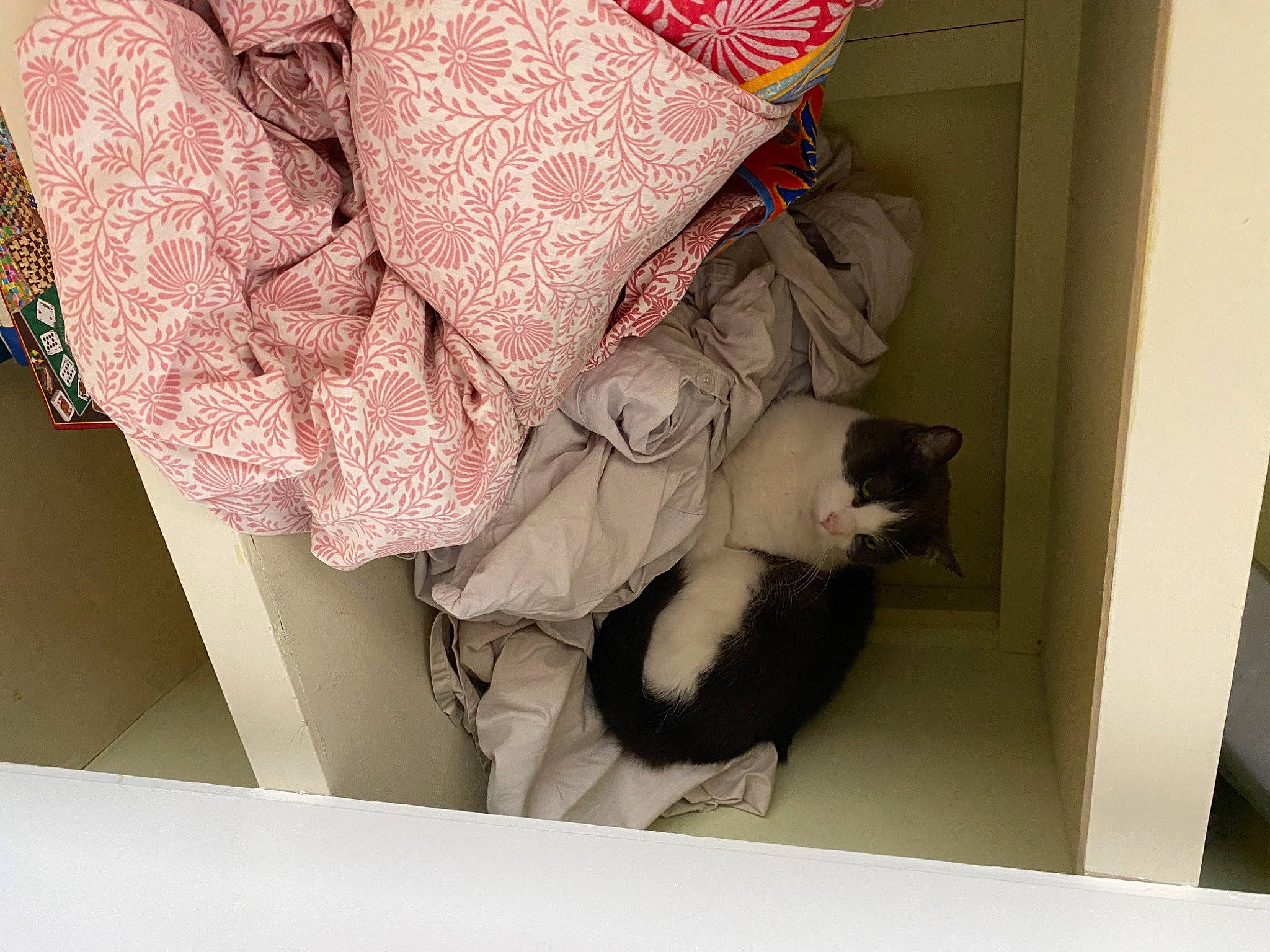 Cosmo is registered to the contest to win money with this photo: carnivore, cat, comfort, companion_dog, curtain, felidae, fur, linens, magenta, pattern, peach, room, sleeve, small_to_medium_sized_cats, sporting_group, tail, visual_arts, window