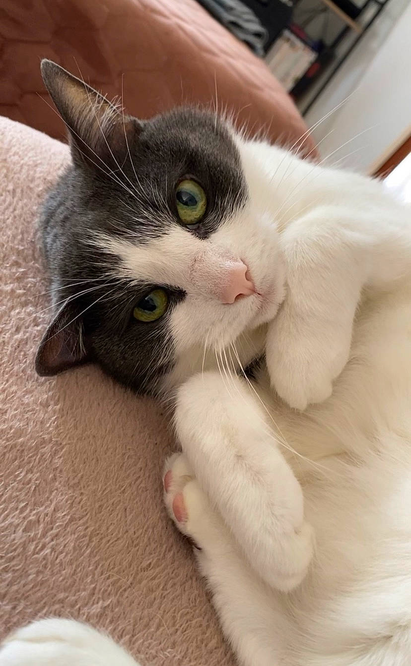 Cosmo is registered to the contest to win money with this photo: carnivore, cat, claw, comfort, domestic_short_haired_cat, ear, eye, eyelash, felidae, foot, fur, head, nail, paw, small_to_medium_sized_cats, snout, tail, toe, whiskers