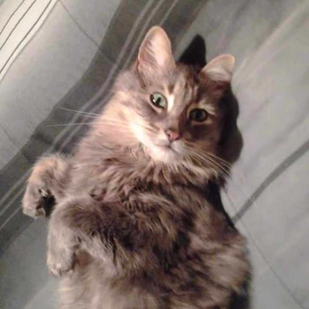 Kitty is registered to the contest to win money with this photo: abyssinian, angora, animal, blanket, brasssection, cat, couch, egyptiancat, furniture, homedecor, horn, kitten, manx, musicalinstrument, pet, siamese, snout