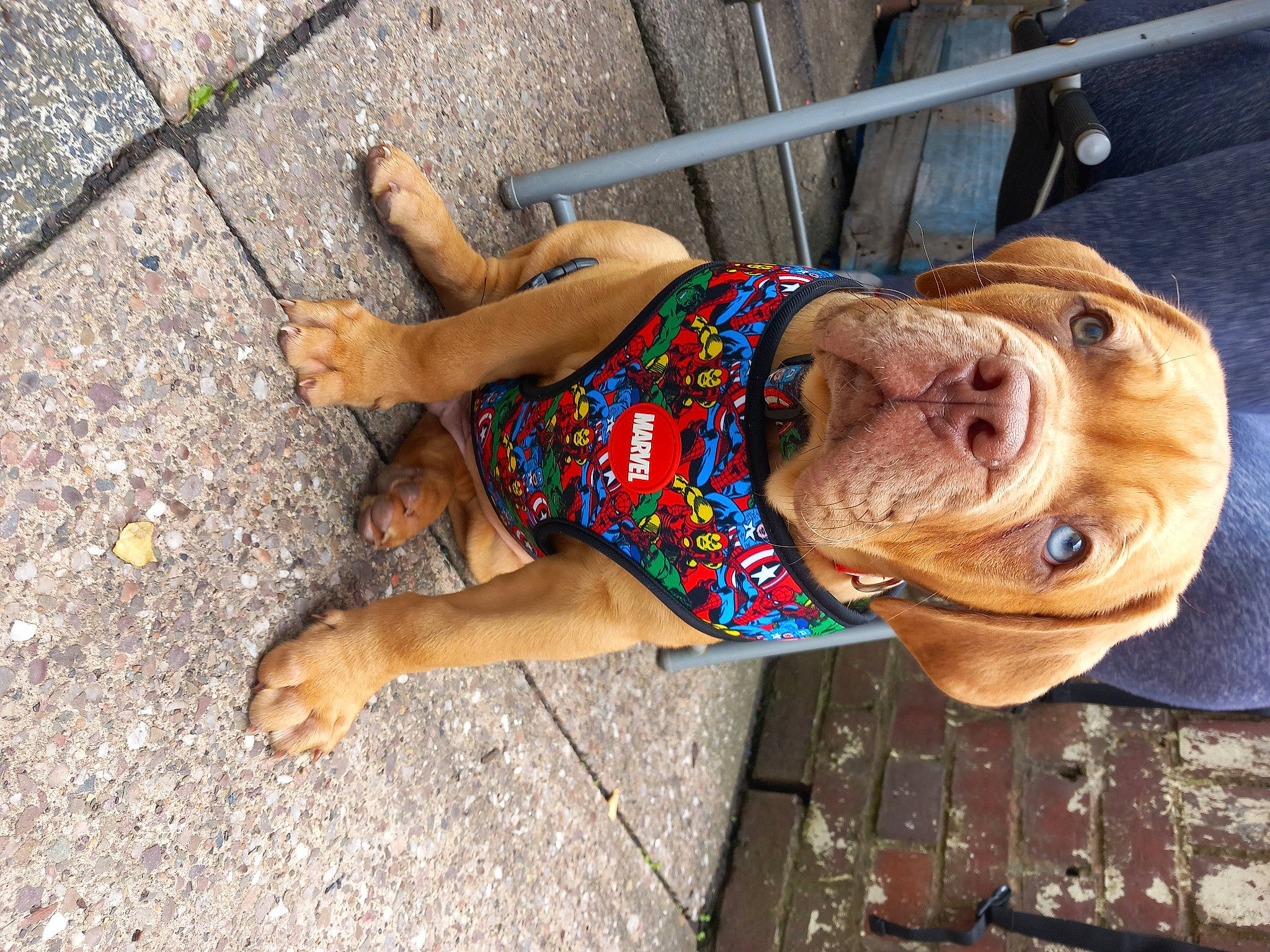 Thor is registered to the contest to win money with this photo: canidae, carnivore, companion_dog, dog, dog_breed, dress, fawn, foot, hat, human_leg, liver, pet_supply, road_surface, snout, sporting_group, thigh, wood, working_animal, wrinkle, wrist