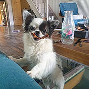 Meïko a rejoint le concours — aidez-le/la à gagner de superbes lots ! animal, architecture, blade, building, canine, dog, electronics, hardwood, house, housing, indoors, interiordesign, knife, mobilephone, pet, phone, plywood, staircase, weapon, wood