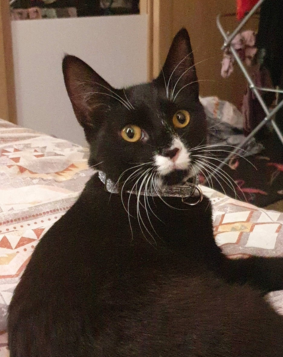 Peggy is registered to the contest to win money with this photo: american_shorthair, asian, black_cat, carnivore, cat, domestic_short_haired_cat, ear, felidae, fur, kitten, mammal, small_to_medium_sized_cats, whiskers