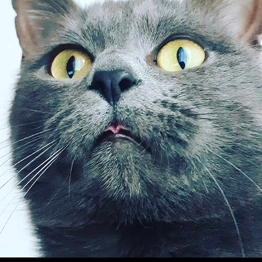 Speedy participe au concours pour gagner de l'argent avec cette photo : abyssinian, animal, art, blackcat, cat, collage, computer, computerhardware, electronics, face, hardware, kitten, manx, monitor, pc, pet, photography, screen, snout, text