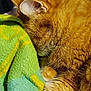 cat, ginger_cat, sleeping, curled_up, furry, whiskers, ear, paw, blanket, cozy, soft, indoor, resting, nap, pet, feline, close_up, fur, domestic_cat, relaxed
