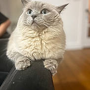 Millie joined the competition — help win amazing prizes! animal, blue_eyes, cat, close_up, couch, curious, domestic_cat, feline, fluffy, fur, home, indoor, looking_up, mammal, paws, pet, relaxed, soft_light, whiskers, wooden_floor