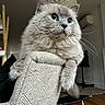 Millie is registered to the contest to win money with this photo: animal, blue_eyes, cat, chair, cozy, curious, domestic_cat, fluffy, furniture, gray_cat, home, indoor, lamp, living_room, pet, portrait, relaxed, resting, whiskers, wooden_floor