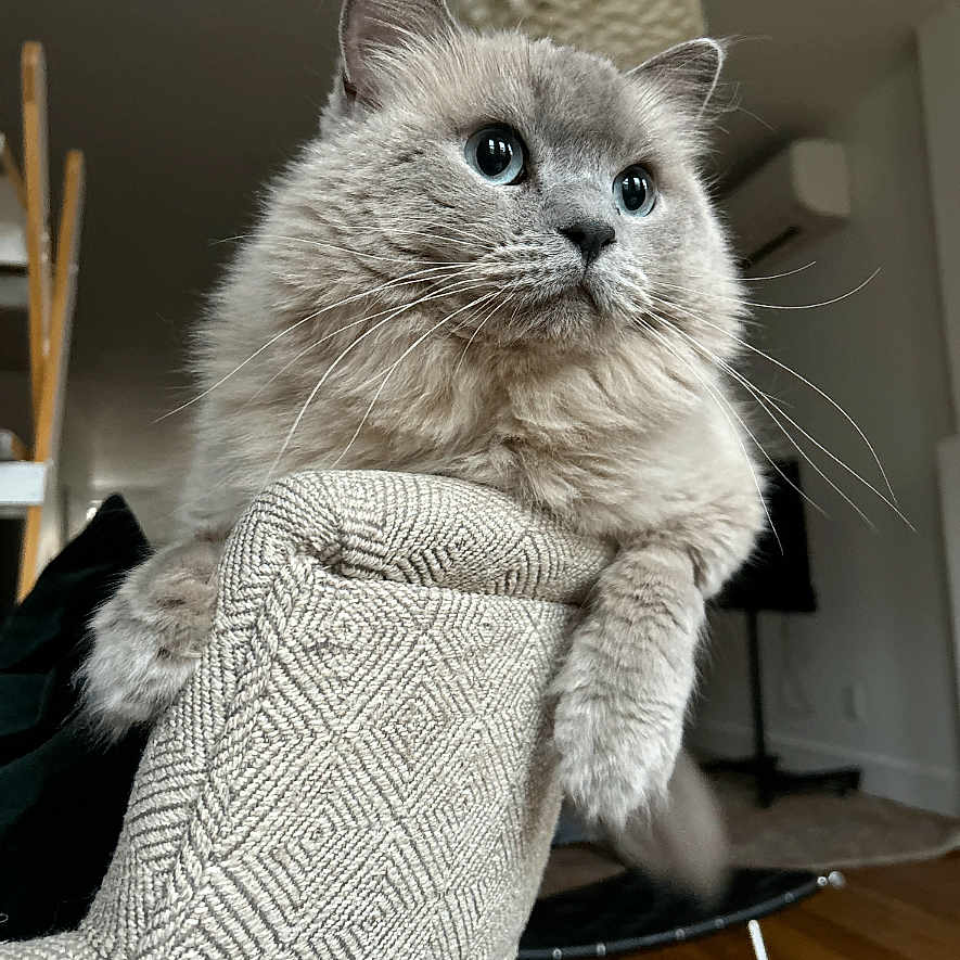Millie