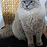 Millie joined the competition — help win amazing prizes! blue_eyes, cat, chair, cushion, cute, domestic_animal, feline, fluffy, fur, gray_cat, home, indoor, looking_away, pet, relaxed, sitting, tail, whiskers, wooden_floor, woven_chair