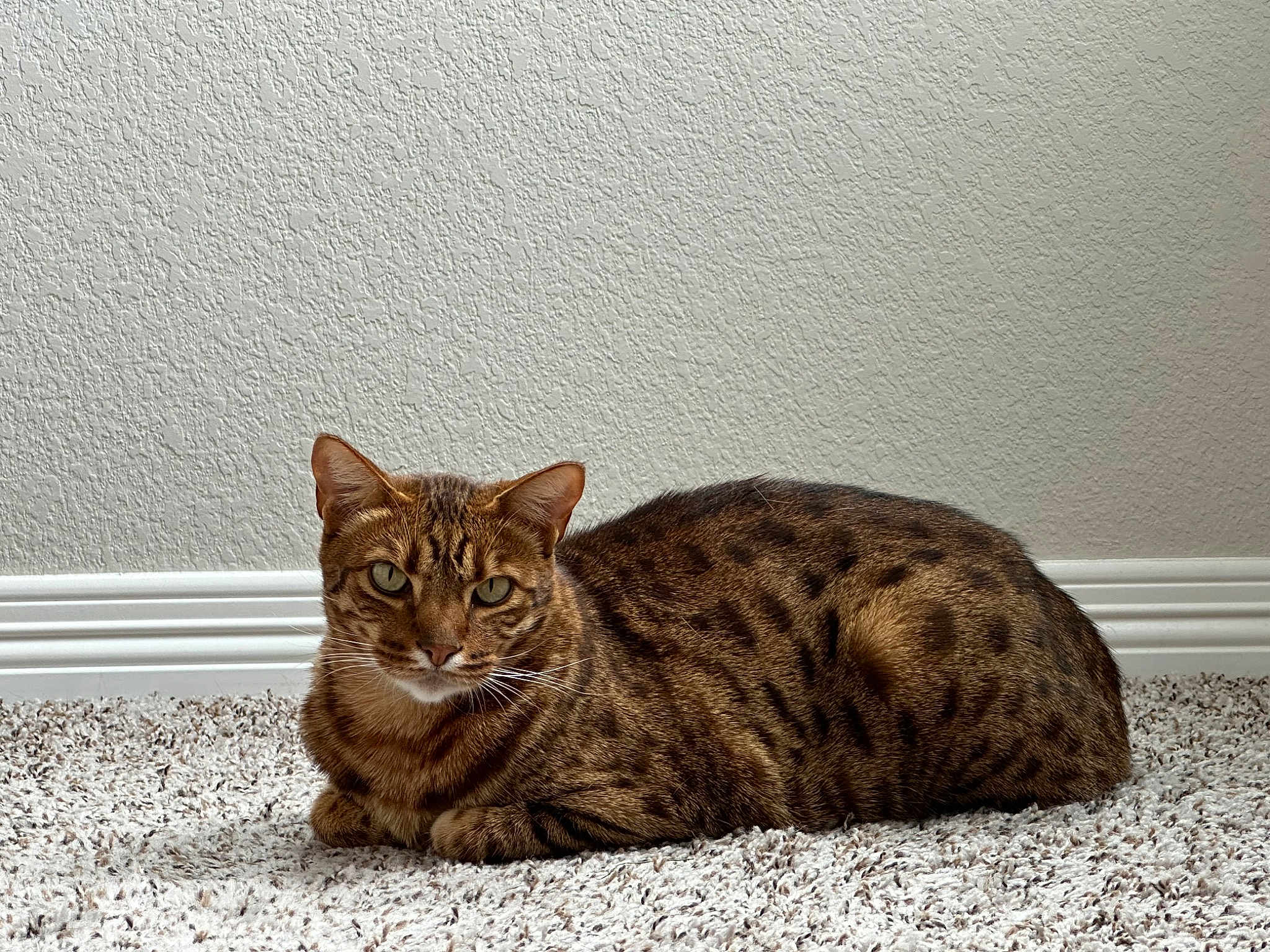 Dr. Watson