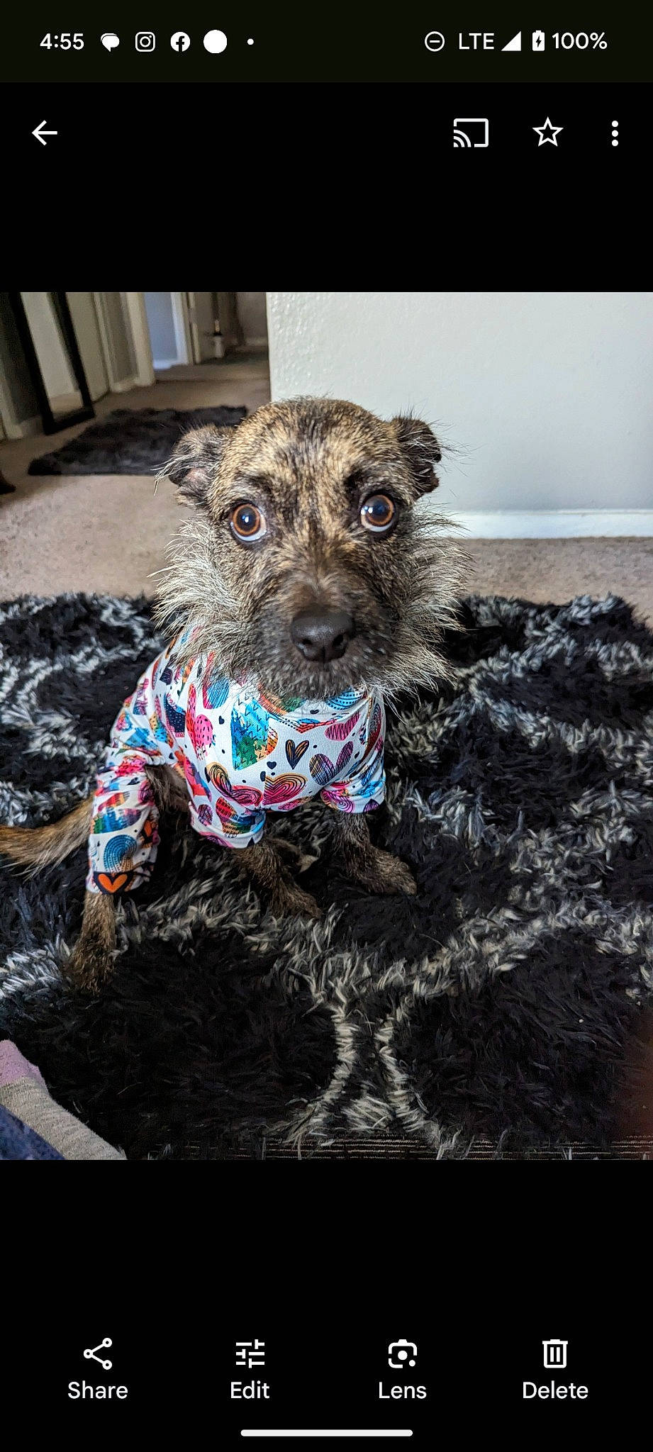 St John joined the competition — help win amazing prizes! art, canidae, carnivore, companion_dog, dog, dog_breed, dog_collar, fur, non_sporting_group, snout, sporting_group, terrestrial_animal, terrier, water_dog, working_animal, working_terrier