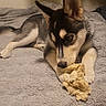 dog, puppy, husky, pet, indoor, blanket, toy, chewing, fur, ears, paws, canine, animal, cute, young, laying, bedroom, cozy, playful, resting