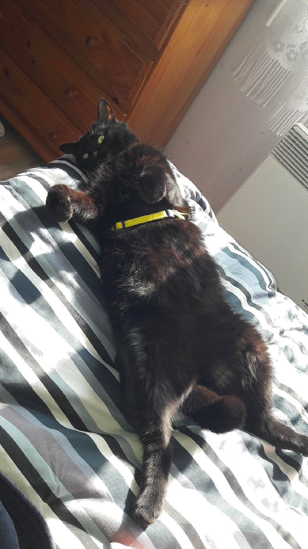 Andy a rejoint le concours — aidez-le/la à gagner de superbes lots ! canidae, carnivore, dog, dog_breed, guard_dog, snout, sporting_group, tail