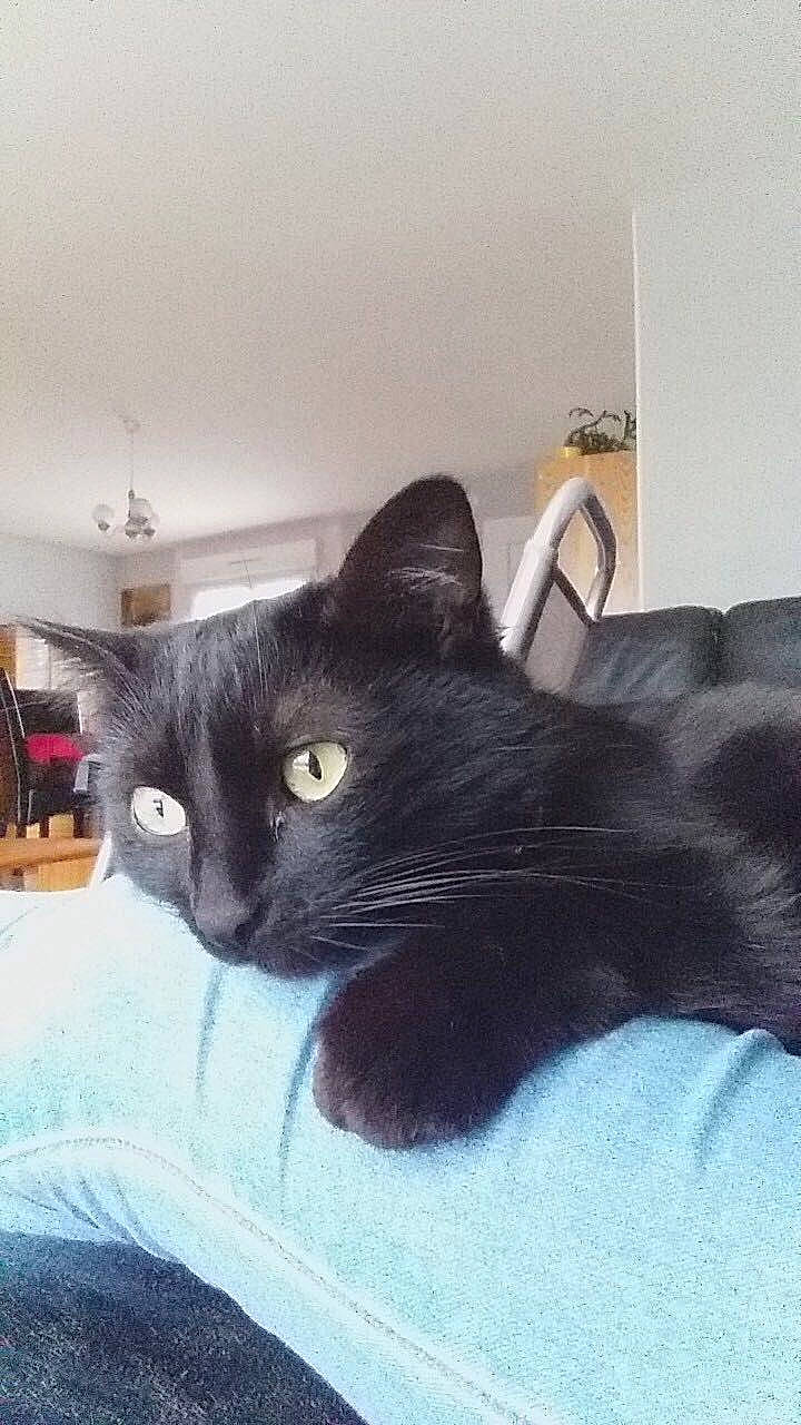 Andy participe au concours pour gagner de l'argent avec cette photo : black, black_cat, carnivore, cat, domestic_short_haired_cat, felidae, kitten, mammal, russian_blue, small_to_medium_sized_cats, tail, whiskers