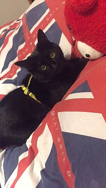 Andy a rejoint le concours — aidez-le/la à gagner de superbes lots ! black, black_cat, bombay, carnivore, cat, domestic_short_haired_cat, felidae, kitten, small_to_medium_sized_cats, tail, whiskers