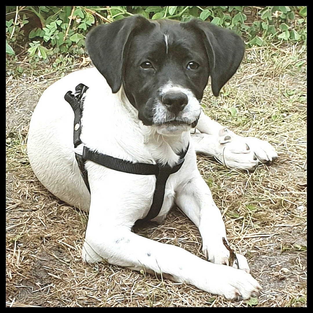 Dasko a rejoint le concours — aidez-le/la à gagner de superbes lots ! canidae, carnivore, companion_dog, danish_swedish_farmdog, dog, dog_breed, german_shorthaired_pointer, hunting_dog, mammal, old_danish_pointer, pointer, pointing_breed, rare_breed_dog, sporting_group, vertebrate