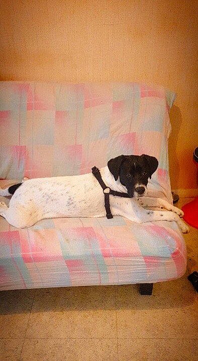 Dasko a rejoint le concours — aidez-le/la à gagner de superbes lots ! bed, bed_sheet, canidae, carnivore, comfort, companion_dog, couch, danish_swedish_farmdog, dog, dog_breed, fox_terrier, furniture, jack_russell_terrier, linens, mammal, pointer, puppy, rat_terrier, sporting_group, terrier