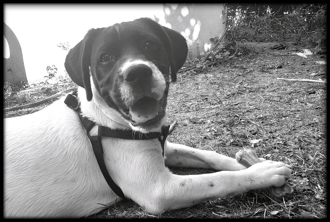 Dasko participe au concours pour gagner de l'argent avec cette photo : black_and_white, canidae, carnivore, dog, dog_breed, labrador_retriever, mammal, monochrome_photography, photography, pointer, pointing_breed, snout, sporting_group, stock_photography