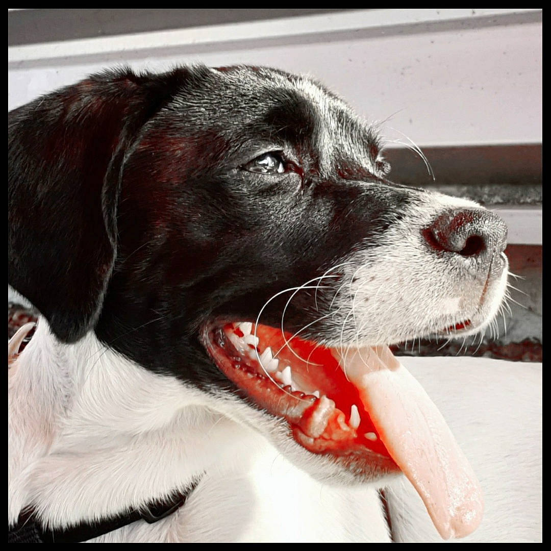 Dasko participe au concours pour gagner de l'argent avec cette photo : canidae, carnivore, dog, dog_breed, dog_collar, german_shorthaired_pointer, hunting_dog, mammal, nose, old_danish_pointer, pointer, pointing_breed, rare_breed_dog, snout, sporting_group, vertebrate, whiskers