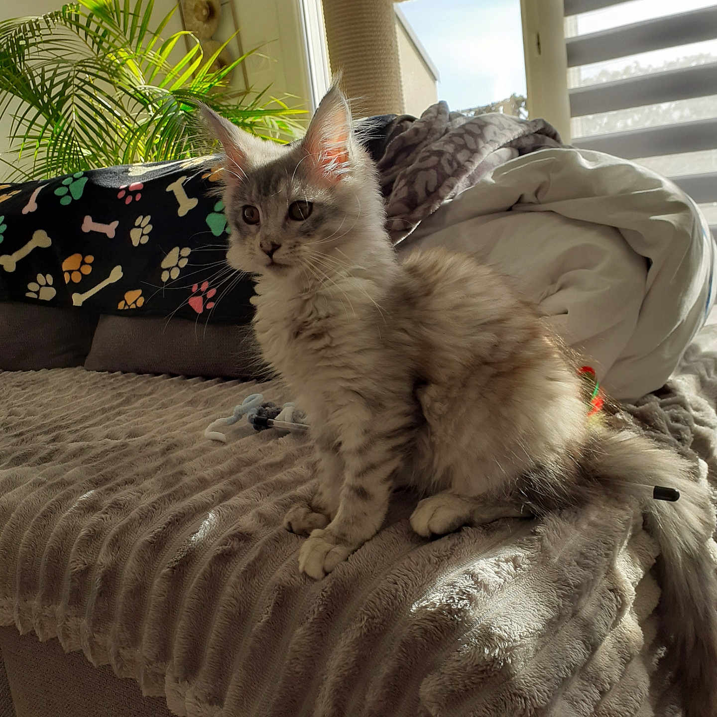Xena participe au concours pour gagner de l'argent avec cette photo : abyssinian, animal, architecture, bed, blanket, building, cat, couch, cushion, furniture, homedecor, indoors, kitten, lamp, linen, livingroom, manx, pet, plant, room