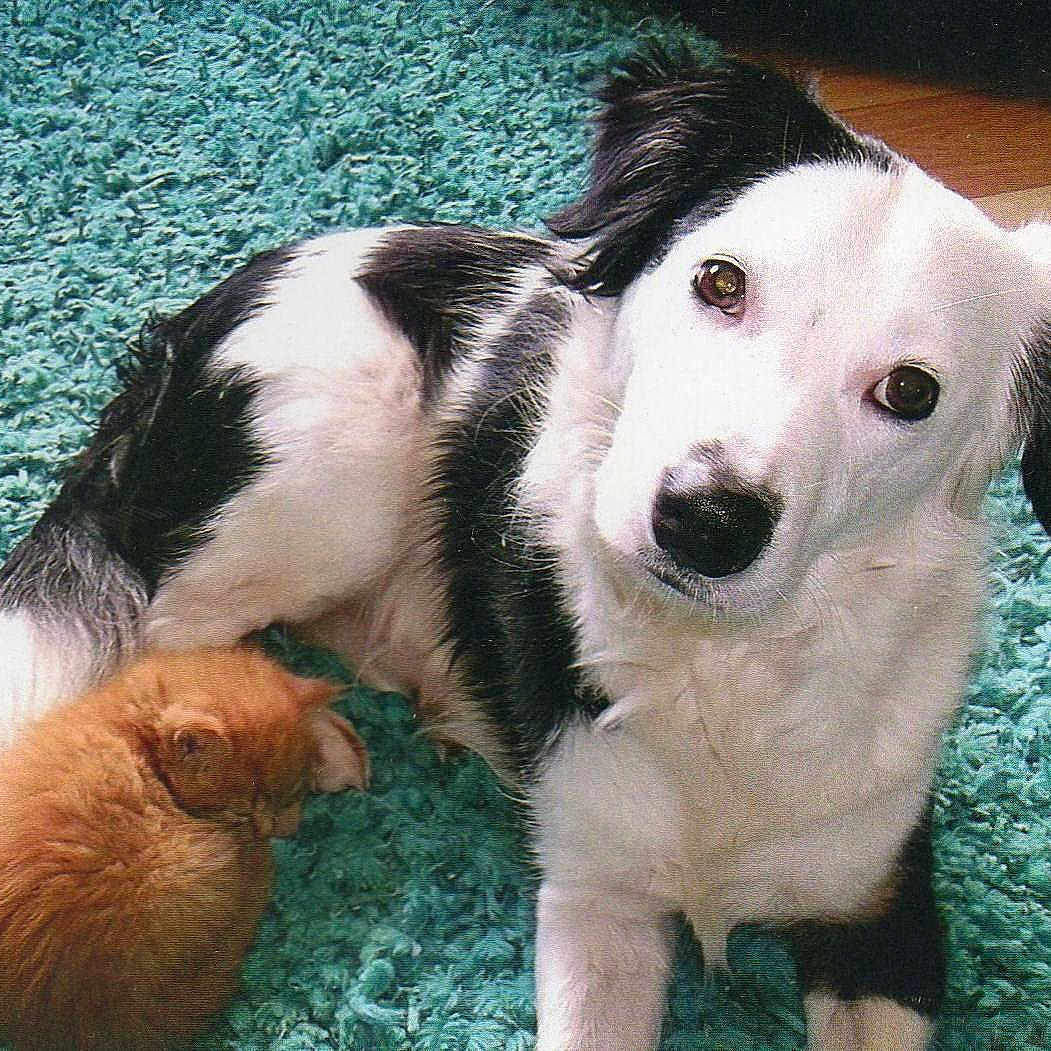 Skye joined the competition — help win amazing prizes!