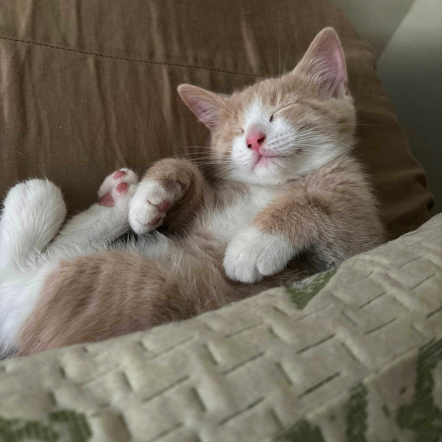Alan Pastor joined the competition — help win amazing prizes! adorable, brown_couch, cat, close_up, comfort, cozy, cute, domestic_animal, feline, fur, indoor, kitten, nap, paws, pet, relaxed, rest, sleeping, small_animal, whiskers