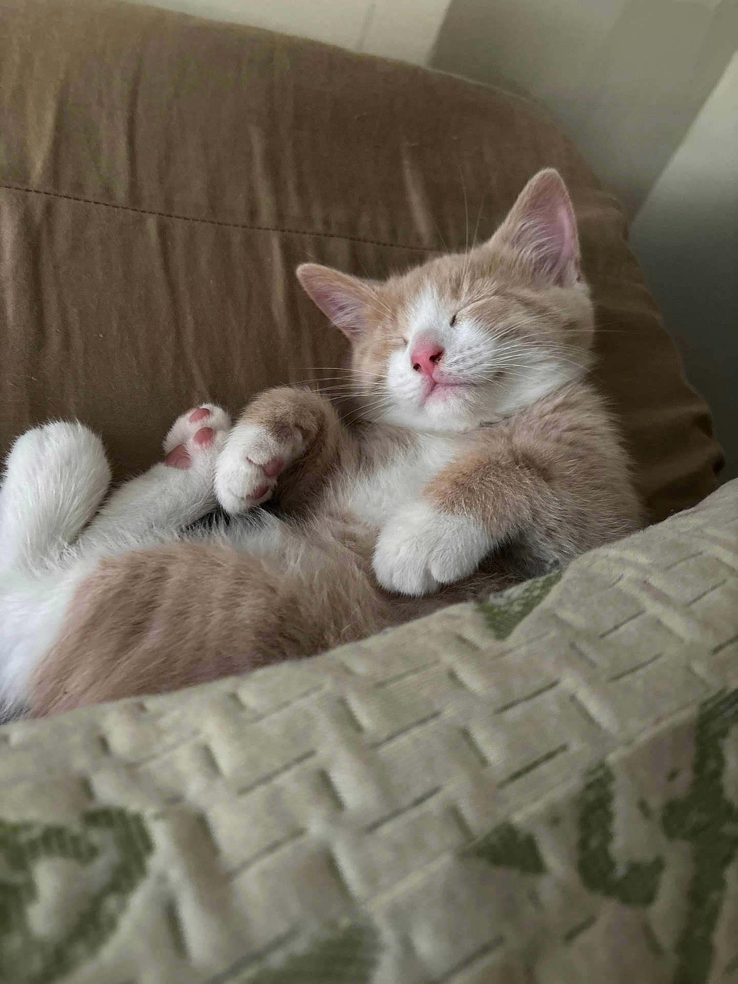 Alan Pastor joined the competition — help win amazing prizes! kitten, cat, sleeping, cute, feline, pet, cozy, brown_couch, paws, whiskers, indoor, rest, relaxed, fur, close_up, adorable, domestic_animal, comfort, nap, small_animal