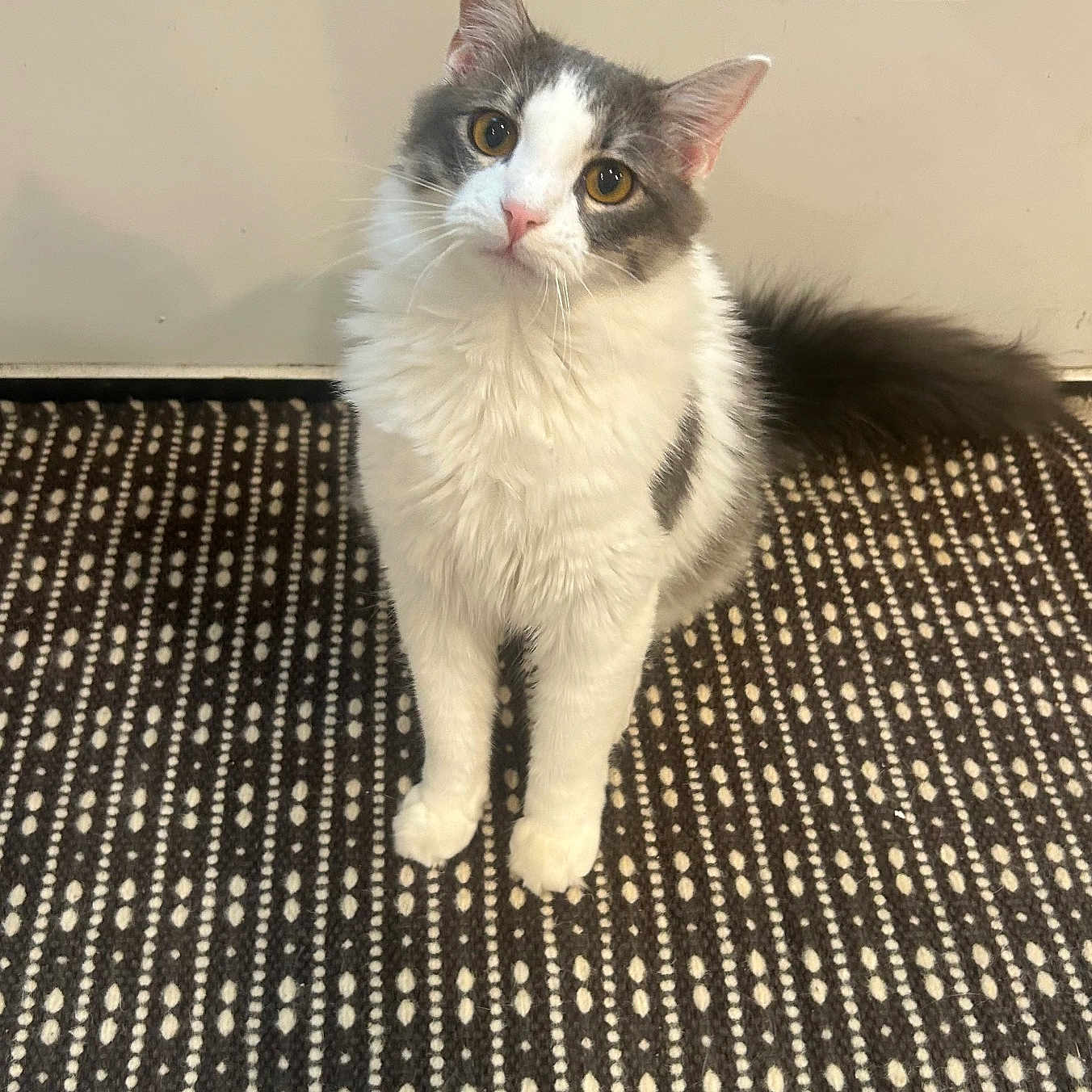 Daisy is registered to the contest to win money with this photo: animal, cat, companion, curious, cute, domestic, ears, eyes, floor, fluffy, fur, gray, head_tilt, indoor, patterned_rug, pet, rug, sitting, whiskers, white