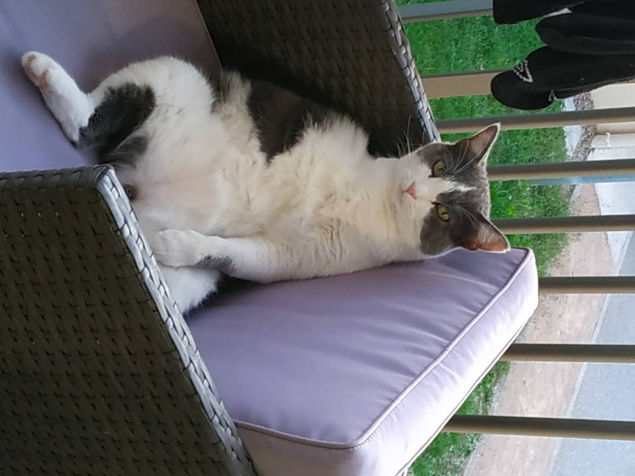 Kitty a rejoint le concours — aidez-le/la à gagner de superbes lots ! canidae, carnivore, cat, cat_furniture, claw, comfort, companion_dog, domestic_short_haired_cat, felidae, foot, fur, outdoor_furniture, paw, plant, shade, sitting, small_to_medium_sized_cats, tail, whiskers, wood