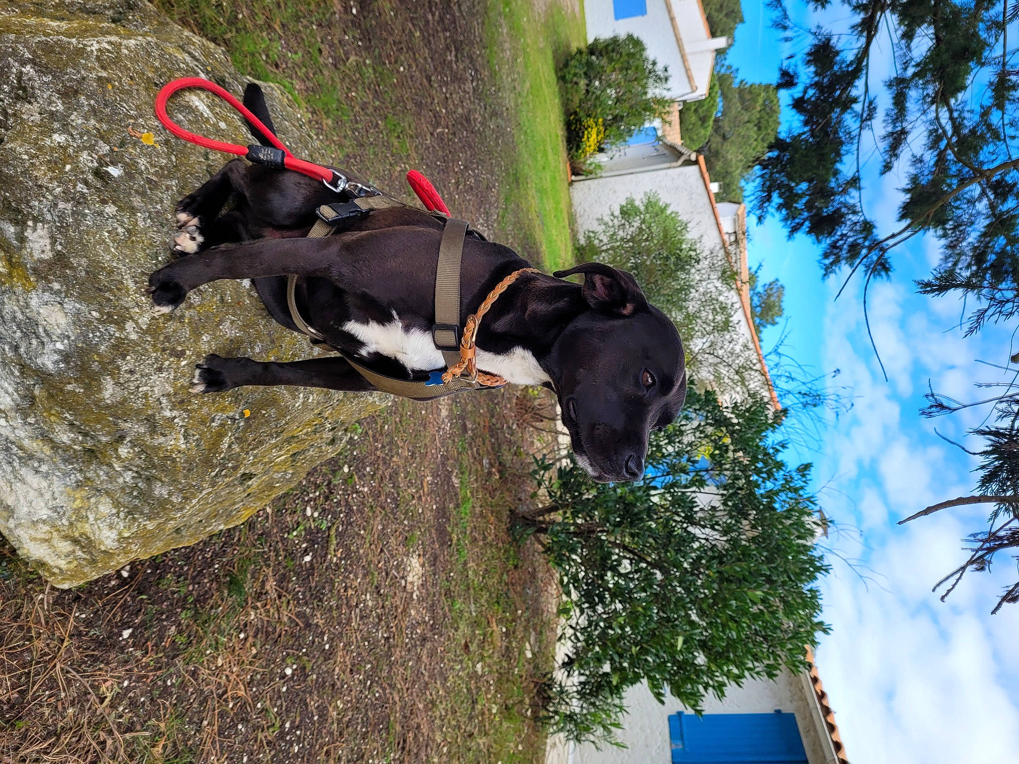 Yoshi participe au concours pour gagner de l'argent avec cette photo : blue, carnivore, cloud, collar, companion_dog, dog, dog_breed, dog_collar, dog_supply, eyewear, fashion_accessory, fawn, leash, pet_supply, plant, sky, sporting_group, tail, tree, working_animal