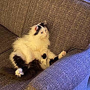Tubby Mcguire is registered to the contest to win money with this photo: cat, fluffy, black_and_white, sitting, couch, furniture, indoor, pet, relaxed, curious, animal, fur, paw, domestic_cat, cozy, living_room, resting, cute, companion, household