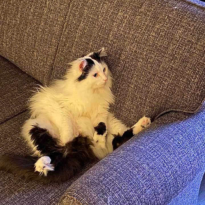 Tubby Mcguire is registered to the contest to win money with this photo: cat, fluffy, black_and_white, sitting, couch, furniture, indoor, pet, relaxed, curious, animal, fur, paw, domestic_cat, cozy, living_room, resting, cute, companion, household