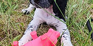 Aïko participe au concours pour gagner de l'argent avec cette photo : puppy, dog, grass, toy, pink_toy, black_and_white, outdoor, animal, cute, pet, nature, young_dog, playful, field, closeup, fur, muzzle, ears, paws, greenery