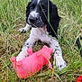 puppy, dog, grass, toy, pink_toy, black_and_white, outdoor, animal, cute, pet, nature, young_dog, playful, field, closeup, fur, muzzle, ears, paws, greenery