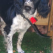 Aïko participe au concours pour gagner de l'argent avec cette photo : dog, black_and_white, speckled, collar, red_tag, grass, artificial_grass, wooden_fence, pet, animal, outdoor, curious, ears, fur, paw, looking, standing, leash, close_up, canine