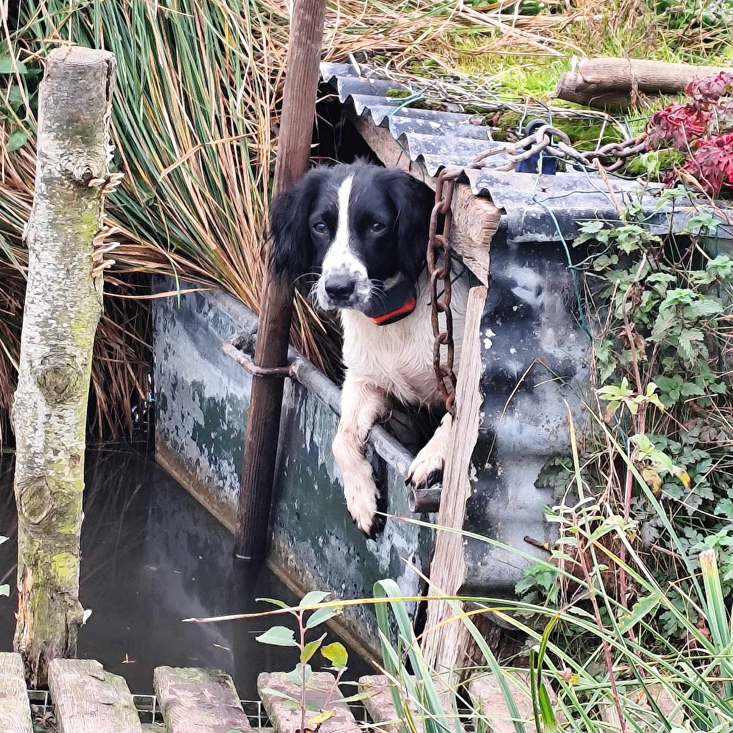 Naya participe au concours pour gagner de l'argent avec cette photo : animal, architecture, building, canine, dog, hound, nature, outdoors, pet, plant, pointer, pond, puppy, shelter, slate, tree, vegetation, water, waterfront, wood