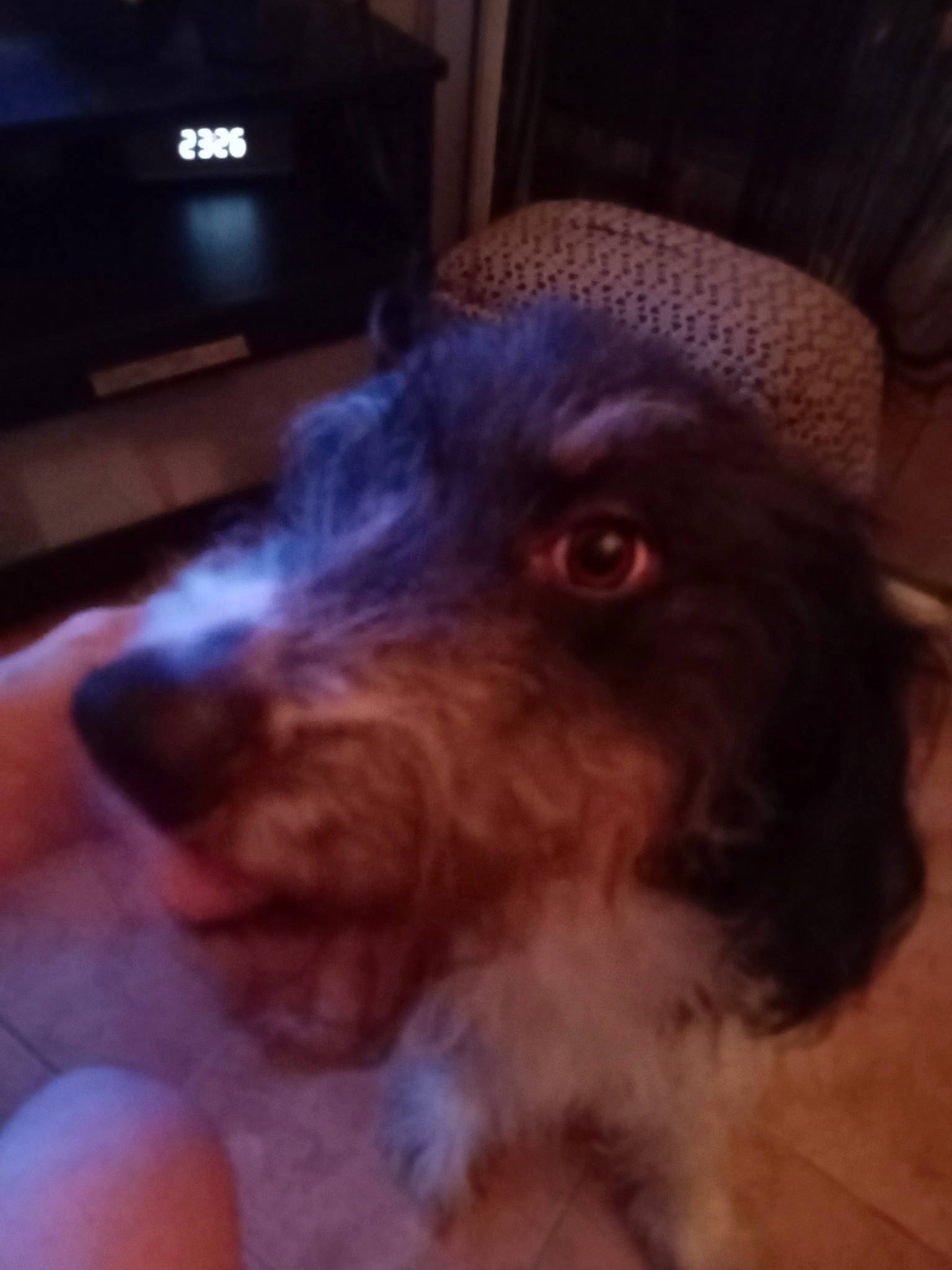 Izia a rejoint le concours — aidez-le/la à gagner de superbes lots ! carnivore, cocker_spaniel, companion_dog, dog, dog_breed, ear, fur, liver, mammal, paw, puppy_love, schnauzer, snout, spaniel, sporting_group, television, terrier, toy_dog, whiskers, working_animal