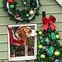 Mary Jane joined the competition — help win amazing prizes! dog, christmas_tree, wreath, ornaments, greenery, bow, grass, holiday_decor, dog_door, outdoor, festive, pet, animal, red_bow, green_ornaments, seasonal, decorations, beagle, curious, winter