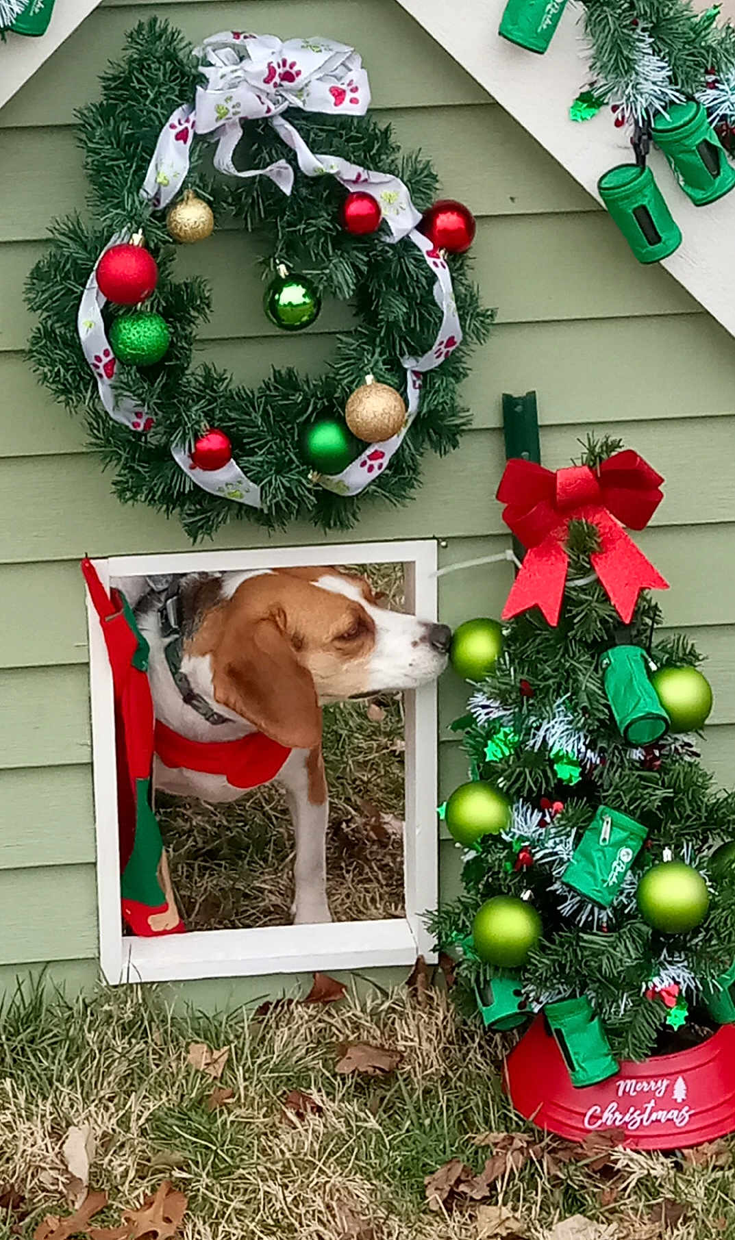 Mary Jane joined the competition — help win amazing prizes! dog, christmas_tree, wreath, ornaments, greenery, bow, grass, holiday_decor, dog_door, outdoor, festive, pet, animal, red_bow, green_ornaments, seasonal, decorations, beagle, curious, winter