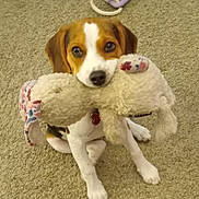 Mary Jane joined the competition — help win amazing prizes! animal, brown, carpet, collar, cute, dog, domestic_animal, ears, eyes, fur, indoor, nose, pet, pet_toy, playful, puppy, sitting, stuffed_toy, toy, white