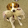 animal, brown, carpet, collar, cute, dog, domestic_animal, ears, eyes, fur, indoor, nose, pet, pet_toy, playful, puppy, sitting, stuffed_toy, toy, white