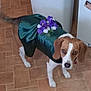 Mary Jane joined the competition — help win amazing prizes! adorable, animal, beagle, brown_and_white, canine, costume, cute, dog, domestic, dress, ears, floor, green_satin, indoor, looking_up, pet, pet_clothing, purple_flowers, tail, tile