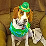 beagle, dog, pet, green_hat, tie_dye_shirt, st_patricks_day, armchair, brown_furniture, indoor, cute, costume, celebration, sitting, canine, fur, collar, tag, relaxed, looking_up, holiday