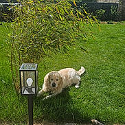 Ricci a rejoint le concours — aidez-le/la à gagner de superbes lots ! dog, golden_retriever, pet, animal, lying_down, grass, lawn, garden, outdoor, sunny, daylight, house, residential, tree, shrub, garden_lamp, pathway, shadow, blue_sky, landscape