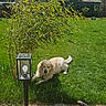 dog, golden_retriever, pet, animal, lying_down, grass, lawn, garden, outdoor, sunny, daylight, house, residential, tree, shrub, garden_lamp, pathway, shadow, blue_sky, landscape