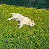 Ricci a rejoint le concours — aidez-le/la à gagner de superbes lots ! dog, light_colored_dog, lying_down, grass, lawn, outdoor, garden, fence, green_fence, sunlight, daytime, pet, animal, scruffy_fur, relaxed, sleeping, side_view, backyard, nature, funny_pose
