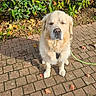 animal, brick_path, calm, cream_colored, cute, dog, fluffy, front_view, garden, golden_retriever, greenery, leash, leaves, outdoor, pet, photograph, portrait, shrubs, sitting, sunlight